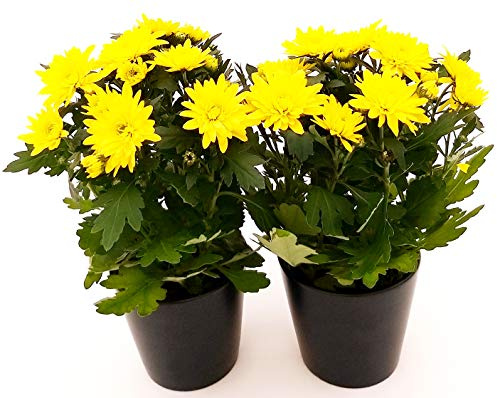 POWERS TO FLOWERS - CRISANTEMO GIALLO, 2 PIANTE vaso 12cm, Piante Vere