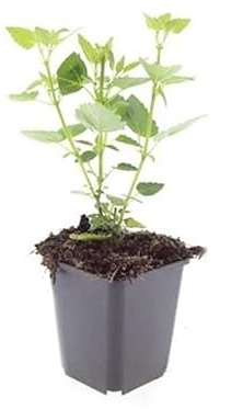 Zierstaude - Duftnessel - Agastache rugosa 'Blue Fortune' - 9cm Topf - Set mit 20 Pflanzen