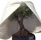 AFP Winterschutz Vlieshaube XXXL Mediterran, beige, H: 350cm, Ø 250cm, 70g/qm - Kübelpflanzensack sehr groß - Schutzhaube Pflanzen, Olive, Palmen Frostschutz / 2 Jutesäckchen gratis