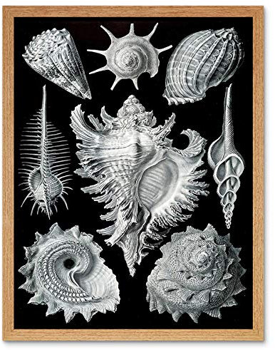 Wee Blue Coo Nature Ernst Haeckel Shell Whelk Biology Germany Vintage Art Print Framed Poster Wall Decor Kunstdruck Poster Wand-Dekor-12X16 Zoll