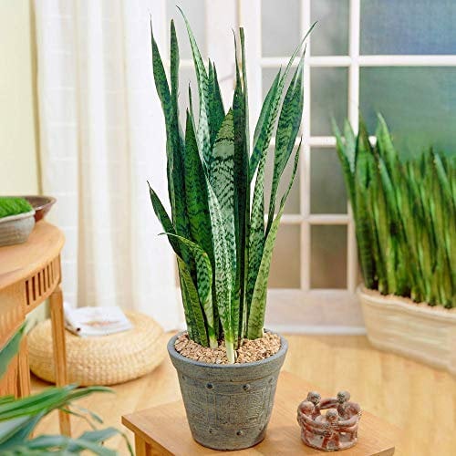 Sansevieria Black Coral - Pianta Serpente | Pianta da Regalo per Casa o Ufficio