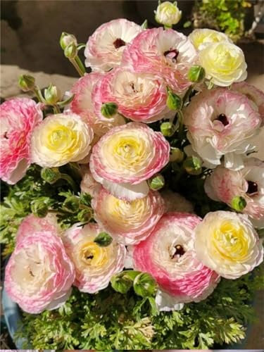 Ranunkeln zwiebeln winterhart,Ranunkel knollen,Ranunkelnpflanze,Seltene Pflanze, winterharte Staude, bunte Blumen im Garten,Pflanzen für den Garten-20zwiebeln-A