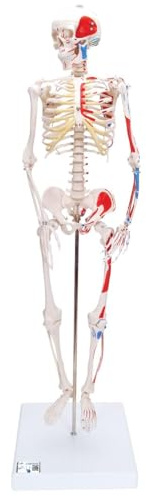 3B Scientific® Mini-Skelett „Shorty“ – 85 cm lebensgroßes Halbskelett mit Muskelbemalung & 3-teiligem Schädel auf Sockel + 3B Smart Anatomy App