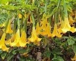 Pacchetto semi: 10 Semi di giallo Brugmansia 3548 (Brugmansia)