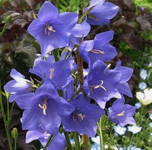 1 Pack of 300 SEEEDS Campanula Blue Persicifolia