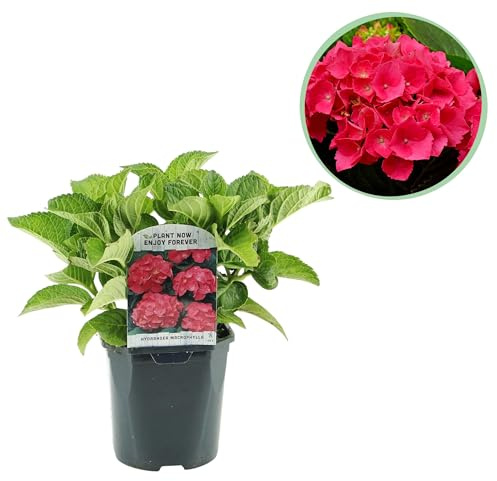 Hortensie - Hydrangea macrophylla Rot - Blüte Rot - 1 Pflanze - Laubabwerfend - Wenig Pflege - 30cm - Ø18cm - Gartenpflanze