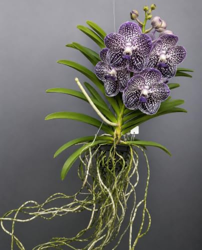 Vanda Sunanda Jeff Leatham – Exklusive Vanda Orchidee | Kräftige Pflanze | Seltene tropische Orchidee | Für helle Standorte | jetzt mit Blüte