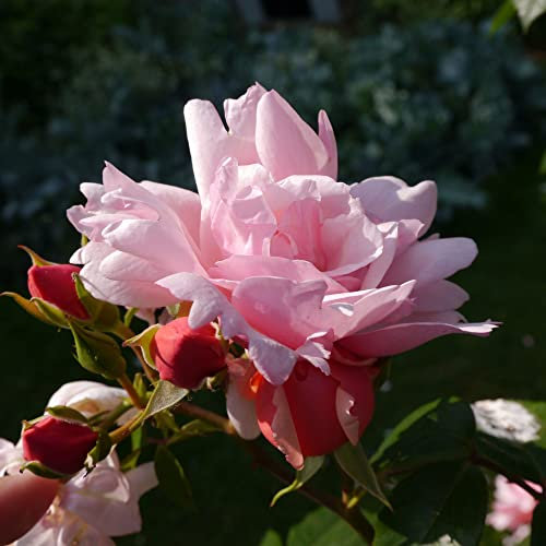 Rose Plants, Climbing Rose 'Albertine', 1 x Full Plant in 5 Litre Pot, Garden Flowers, Roses, Garden Ready and Ready to Plant, Premium Quality Roses