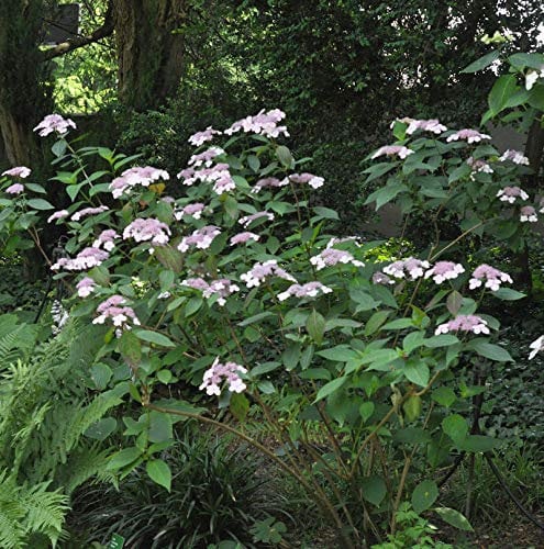 Teller Hortensie Omacha 30-40cm - Hydrangea serrata - Gartenpflanze