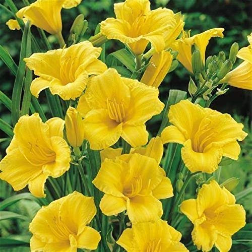 Portal Cool Hemerocallis 'Stella De Oro'