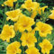 Portal Cool Hemerocallis 'Stella De Oro'