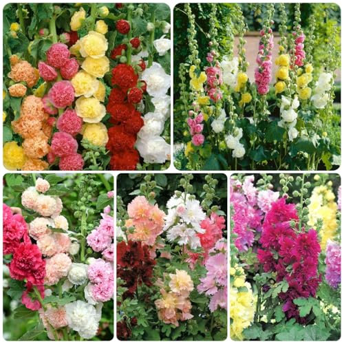 120 pcs stockrosen samen winterhart mehrjährig, stockrose, wildblumensamen mehrjährig winterhart stauden winterhart mehrjährig stockrosen pflanzen kaufen samen blumensamen gastgeschenk