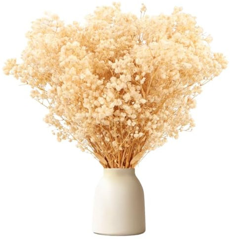Gypsophila essiccata 30cm fiori secchi decorativi oltre 1500 boccioli, bianco naturale nebbiolina secca per decorazioni, ghirlande fai da te, casa, matrimonio, vasi