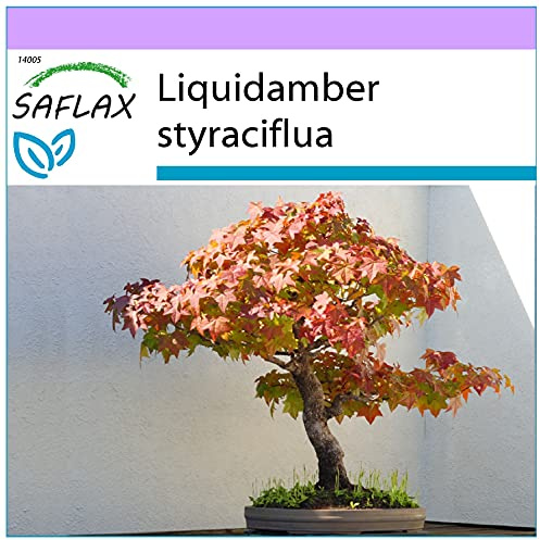 SAFLAX - Bonsai - Amerikanischer Amberbaum - 100 Samen - Liquidamber styraciflua
