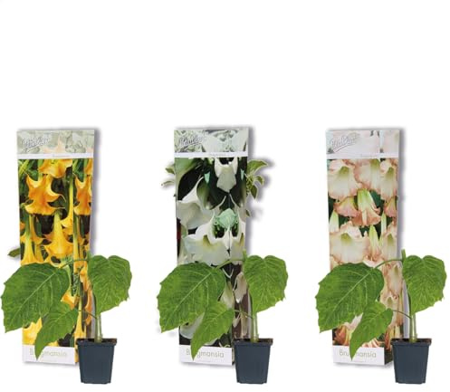 3x Brugmansia Mix – Trompette des anges – Plante en pot – Persistante – ⌀9 cm – 25-30 cm