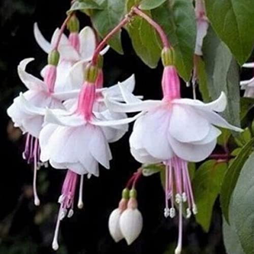 Haloppe 200 Pz Fucsia Hybrida Fiori Piante Semi per la Piantagione del Giardino di Casa, Semi di Fucsia Hybrida Naturale per Bonsai Semi
