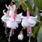 Haloppe 200 Pz Fucsia Hybrida Fiori Piante Semi per la Piantagione del Giardino di Casa, Semi di Fucsia Hybrida Naturale per Bonsai Semi