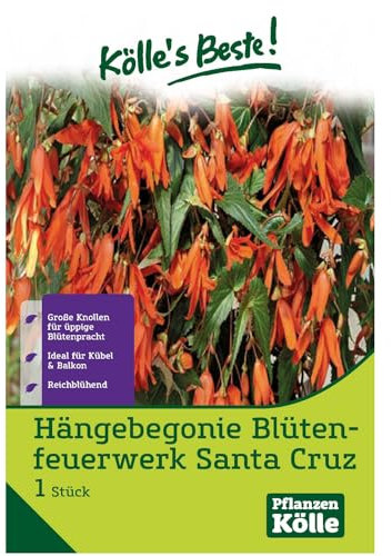 Begonie 'Santa Cruz', weiß, 1 Blumenknolle