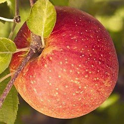 Seeds and Things 20 Red Fuji-Apfelbaum Malus Domestica Obstbaum-Samen