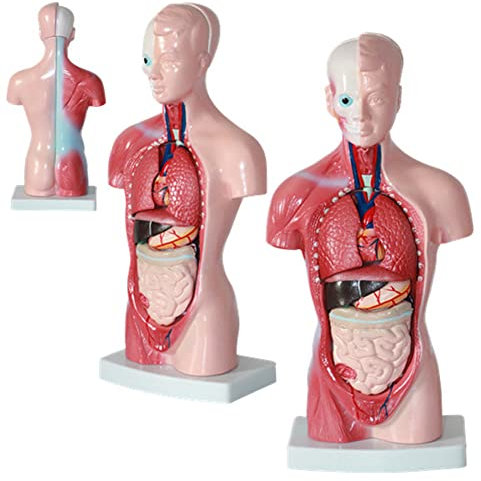 Anatomische Organe Menschliches Torso 4D Montagemodell,Abnehmbarer Human Anatomy-Modell,Medizinisches Torso Modell Organe Für Bildungsschule Medizinische Innere Organe 28Cm 45 Cm 55 Cm,Burst28cm