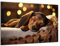 Munera Design - Bild 30x40 - schlafender Hund Welpe Dackel - Wand-Bilder Wohnzimmer
