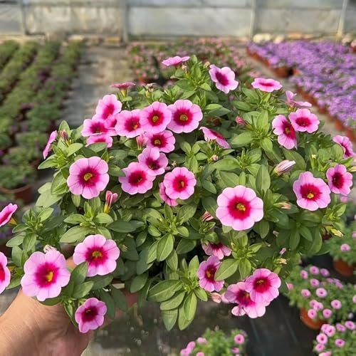 Zauberglöckchen samen (Calibrachoa elegans), pflanzen garten,deko wohnzimmer modern blumensamen mehrjährig winterhart,gartenpflanzen bonsai topf,pflanzen samen samen 250pcs