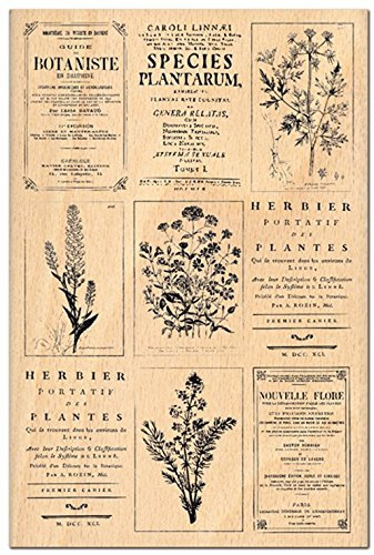 Florilèges Design fha112037 Stempel Scrapbooking Herbier, beige 15 x 10 x 2,5 cm