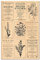 Florilèges Design fha112037 Stempel Scrapbooking Herbier, beige 15 x 10 x 2,5 cm