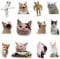 GTOTd Funny Cat Fridge Magnet（12 Packs, MEME Merch Cartoon Decoartions Bumper Decal Metal Flexible Reuseable Vinyl Magnetic Decor Teens