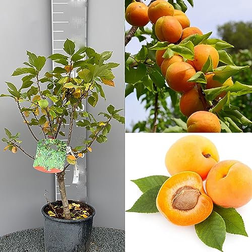SAVINI VIVAI Abricotier nain Plantes fruitières naines Abricotier en pot 22-24 cm 2-3 ans Hauteur 100-110 cm Fabriqué en Italie