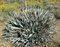 Portal Cool Agave Desert 1 Plant Succulent 1 Succulent:Seeds Only