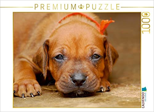 CALVENDO Puzzle Ich Bin EIN nettes 1000 Teile Puzzle quer | 1000 Teile Lege-Größe 64 x 48 cm Foto-Puzzle für glückliche Stunden