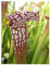 Sarracenia leucophylla fat pitchers - Schlauchpflanze – 5 Samen