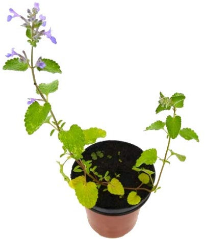 Hierba Gatera Nepeta Cataria 10cm Planta en Maceta Pequeña