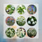 2 Pcs Schneeglöckchen Zwiebeln Kaufen - Galanthus Nivalis - Frische Blumen, Gartendeko Für Draußen Schneeglöckchen Zwiebel Knollen, Blumenzwiebel, Balkonpflanzen Balkon Blumen, Pflanzen