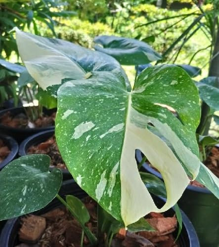 Nouveau frais 100pcs graines de plantes Monstera