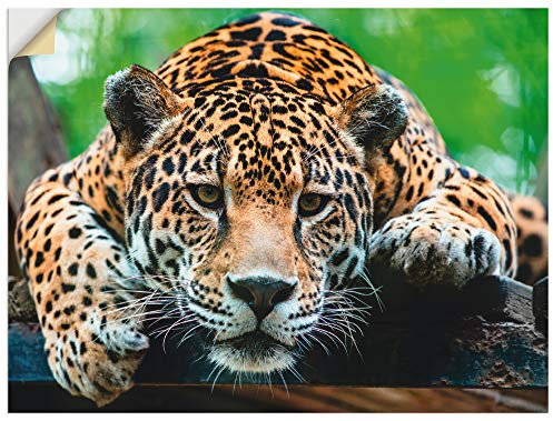 ARTland Wanddeko Wandtattoo selbstklebende Vinylfolie 60x45 cm Jaguar Tiere Raubkatze Dschungel Regenwald Südamerika T5FI