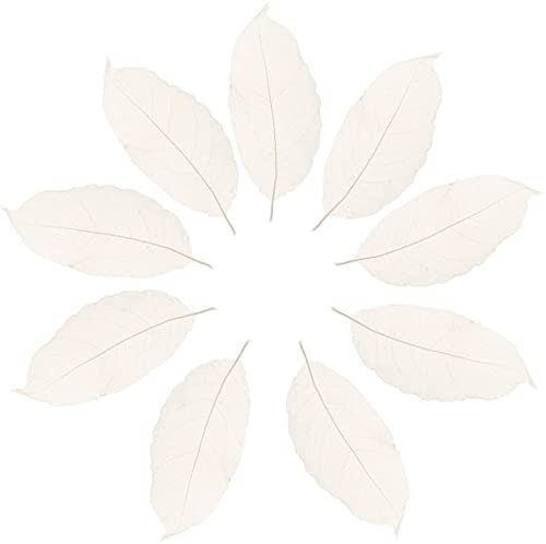 50 Stück Magnolien-Skelett-Blätter Skelett-Blätter Arrangements Trockene Blätter Weiß Praktisches Design und langlebig