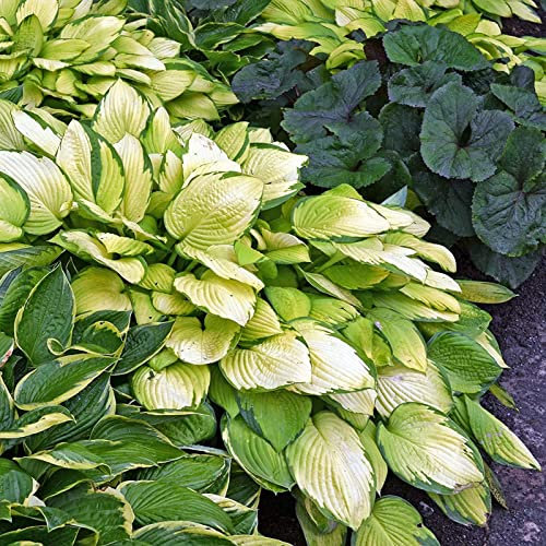 Luojuny Hosta Seeds, 50Pcs Hosta Seeds Respetuoso con el medio ambiente Alta tasa de supervivencia Color verde Bonsai Hosta Plant Semillas en maceta para el hogar Verde