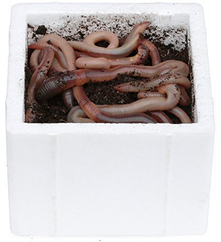 proinsects 24 STK. kanadische Tauwürmer in der Styroporbox