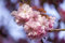 Prunus subhirtella 'Accolade' 80 cm Stammhöhe - Zierkirsche, rosa Blüten, Blütezeit März-April, ideal für kleine Gärten, bienenfreundlich, winterhart