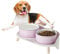 Hunde Napfset Hundenapf Set Erhöht - Doppelnapf Keramik mit Spritzschutz Ständer - Bunte Spirals Hundenäpfe für Futter und Wasser - Ideal für Kleine bis Mittelgroße Hunde - 2 x 800 ml - Lila