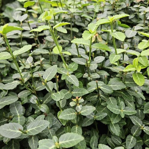 Immergrüne Kriechspindel – Euonymus fortunei radicans – 10-25cm – Ø9cm – 6 Pflanzen – Bodendecker – Pflegeleicht & Winterhart – Garten, Beete & Zäune