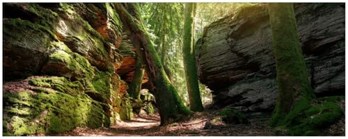 Wallario Küchenrückwand selbstklebend 115 x 50 cm, Motiv: Moosbewachsener Waldpfad im Sonnenlicht | Spritzschutz abwischbar & pflegeleicht