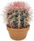Fangblatt - Ferocactus stainesii XL - riesiger Kaktus mit pinken Dornen im Ø 17 cm Topf - pflegeleichte Zimmerpflanze - exotische Sukkulente
