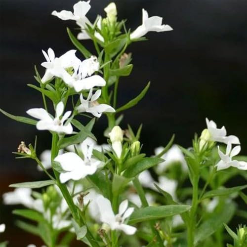300 Pc Semillas Para Ajedrea - Semillas De Hierbas, Semillas De Bonsái, Adornos De Jardín Para Exteriores. Semillas Saladas, Semillas De Hierbas Silvestres, Flores Para Balcón. Balcón