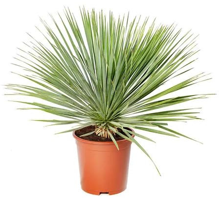 New Fresh 10pcs Yucca Rostrata Plant Seeds