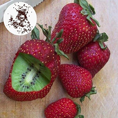 Oce180anYLVUK Erdbeer-Kiwi-Samen, 300 Stück/Beutel Erdbeer-Kiwi-Samen zum Überziehen, süße Staude, leicht, einfach zu kultivierende Pflanzensamen für den Korridor rot
