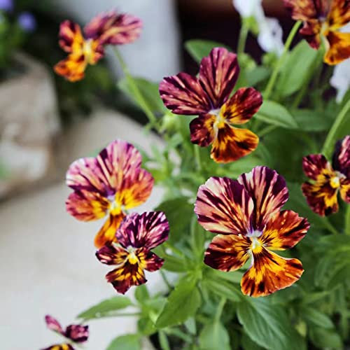 400 pezzi viola del pensiero piante semi resistenti sostenibili per le donne bonsai piccolo per le donne letto rialzato balcone semi di fiori fiori decorazione semi di f