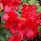 Zwerg Rhododendron Bad Eilsen 30-40cm - Rhododendron repens